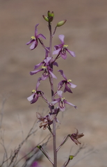 Cyanella orchidiformis