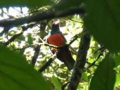 Trogon massena