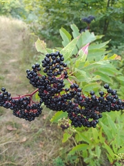 Sambucus ebulus