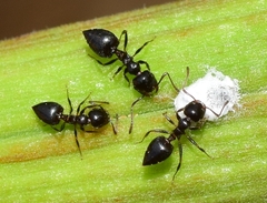 Crematogaster auberti
