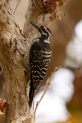 Dryobates nuttallii