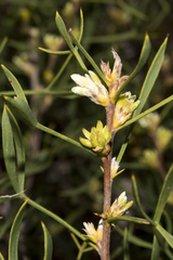 Petrophile squamata