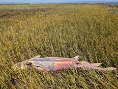 Acipenser transmontanus