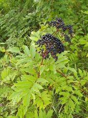 Sambucus ebulus