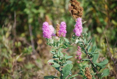 Spiraea douglasii