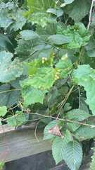 Daktulosphaira vitifoliae