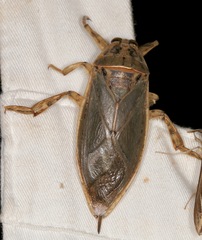 Lethocerus medius