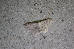 Scopula marginepunctata