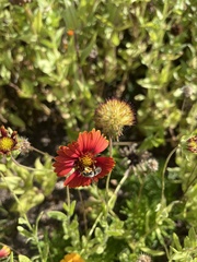 Anthophila