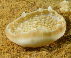 Amplexidiscus fenestrafer