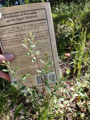 Crocanthemum canadense