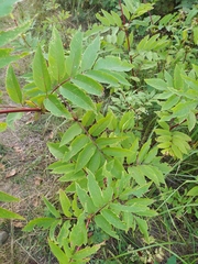 Sambucus ebulus