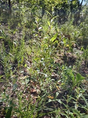 Crocanthemum canadense