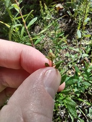 Crocanthemum canadense