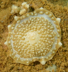 Amplexidiscus fenestrafer
