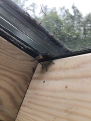 Mesembrina meridiana