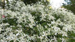 Clematis terniflora