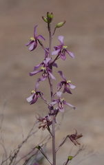 Cyanella orchidiformis