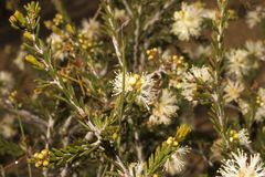 Melaleuca bracteosa