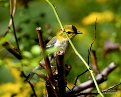 Setophaga virens