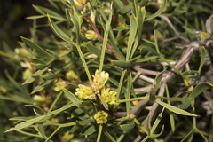 Petrophile squamata