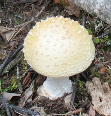 Gemmatae