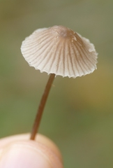 Mycena filopes
