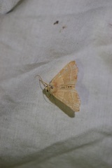 Atethmia centrago