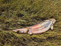 Acipenser transmontanus