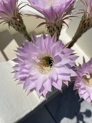 Echinopsis
