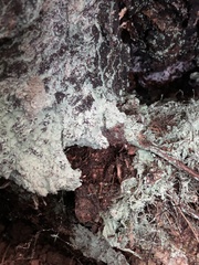 Lepraria finkii