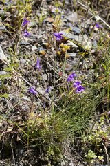 Campanula stevenii