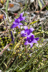 Campanula stevenii