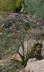 Albuca