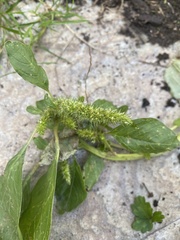 Amaranthus hybridus