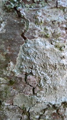 Varicellaria hemisphaerica