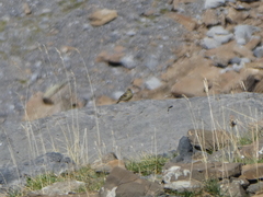 Carduelis citrinella