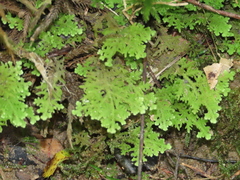 Trichocolea tomentella