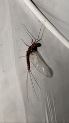 Ephemerellidae