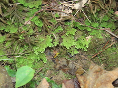 Trichocolea tomentella