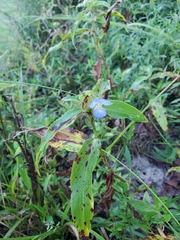 Commelina virginica