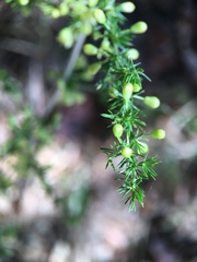 Asparagus acutifolius