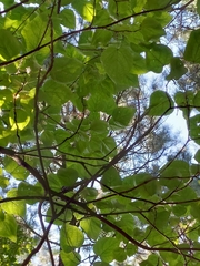 Catalpa bignonioides