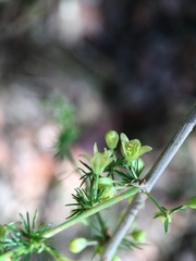 Asparagus acutifolius