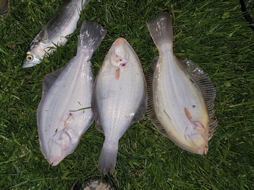 Yellowbelly Flounder from Baylys Beach, New Zealand on September 01