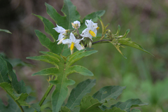 Solanum chrysotrichum