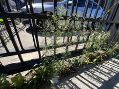 Erigeron canadensis