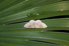Idaea degeneraria