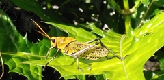Taeniopoda varipennis
