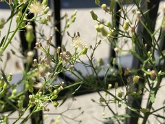 Erigeron canadensis
